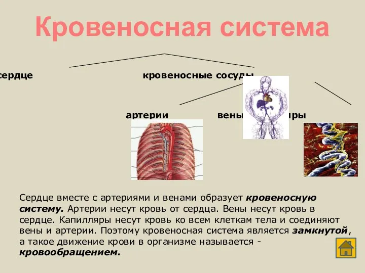 сердце кровеносные сосуды артерии вены капиляры Сердце вместе с артериями