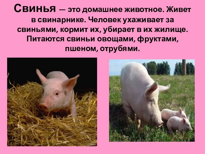 Свинья — это домашнее животное. Живет в свинарнике. Человек ухаживает за свиньями, кормит