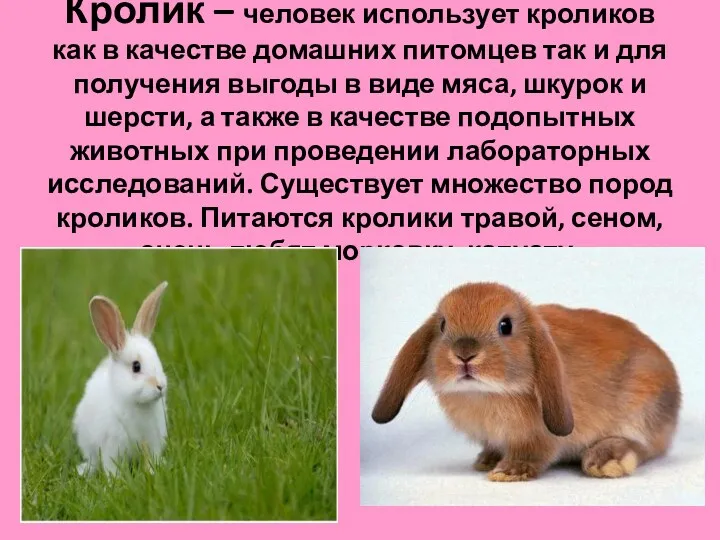 Кролик – человек использует кроликов как в качестве домашних питомцев так и для