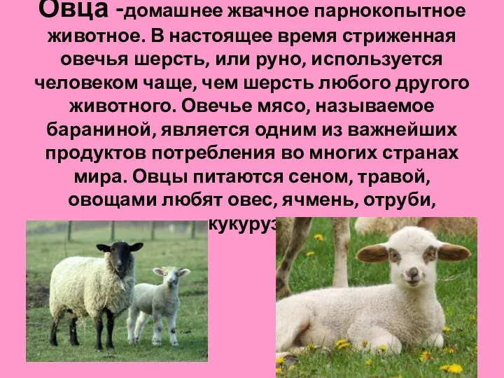 Овца -домашнее жвачное парнокопытное животное. В настоящее время стриженная овечья шерсть, или руно,