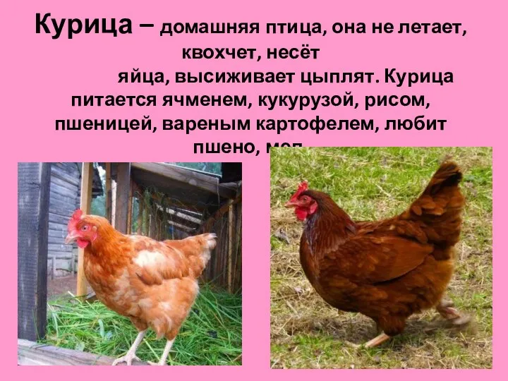 Курица – домашняя птица, она не летает, квохчет, несёт яйца, высиживает цыплят. Курица