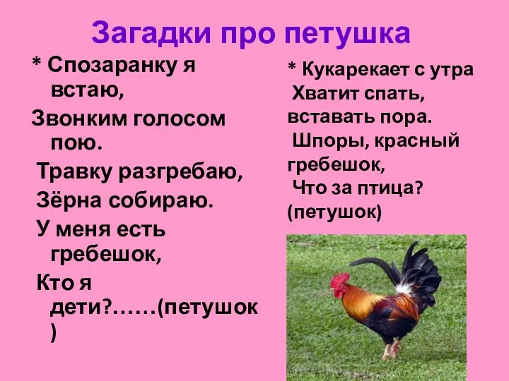 Загадки про петушка * Спозаранку я встаю, Звонким голосом пою. Травку разгребаю, Зёрна