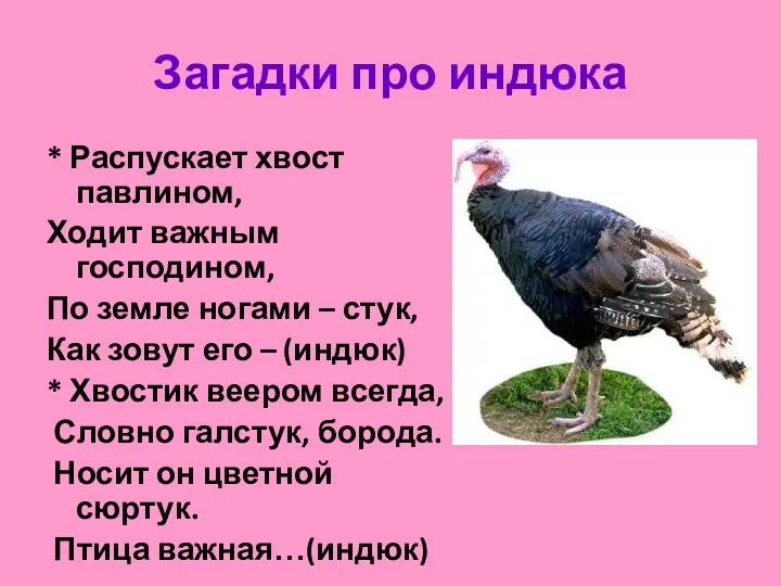 Загадки про индюка * Распускает хвост павлином, Ходит важным господином, По земле ногами