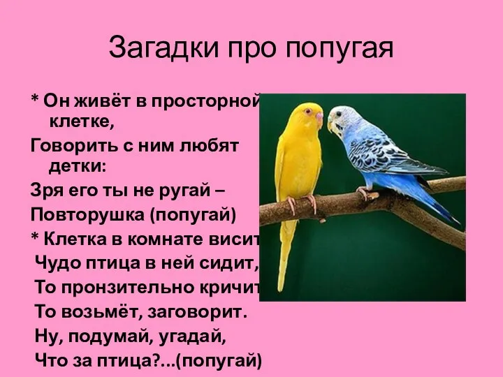 Загадки про попугая * Он живёт в просторной клетке, Говорить с ним любят