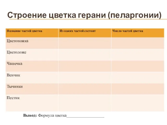 Строение цветка герани (пеларгонии) Вывод: Формула цветка__________________