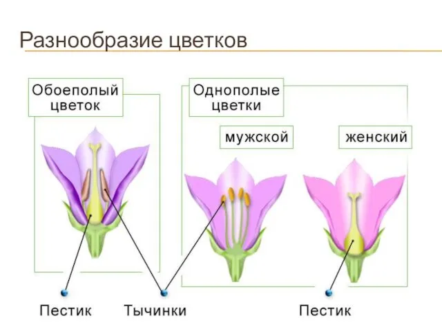 Разнообразие цветков
