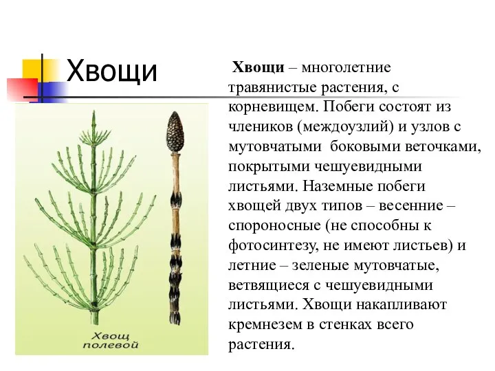 Хвощи Хвощи – многолетние травянистые растения, с корневищем. Побеги состоят