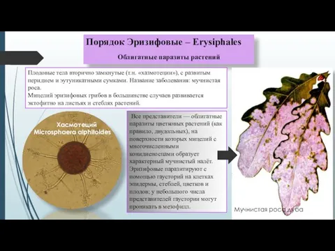 Порядок Эризифовые – Erysiphales Облигатные паразиты растений Плодовые тела вторично