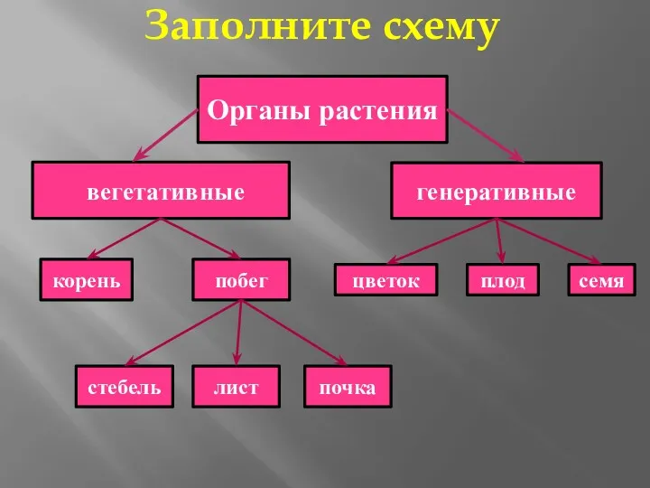 Заполните схему Органы растения вегетативные генеративные корень побег цветок плод семя стебель лист почка