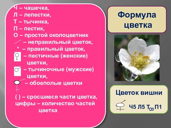 Ч – чашечка, Л – лепестки, Т – тычинка, П