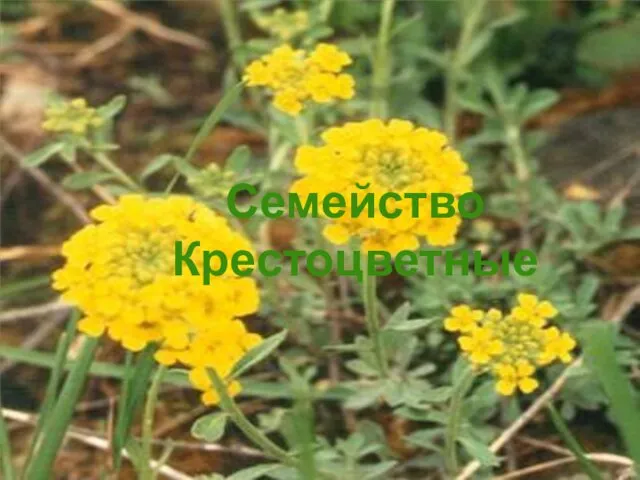 Семейство Крестоцветные