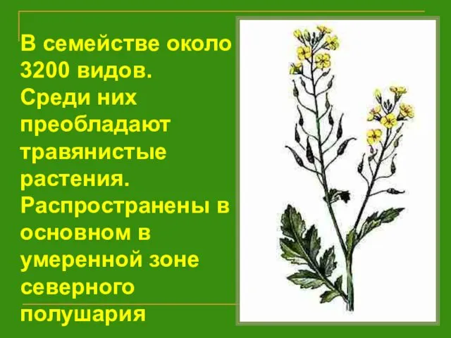 В семействе около 3200 видов. Среди них преобладают травянистые растения.