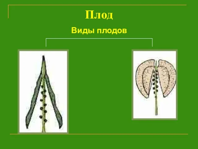 Плод Виды плодов