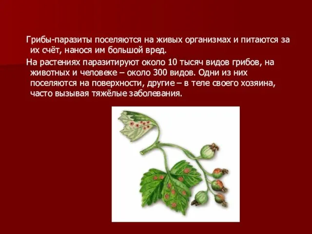 Грибы-паразиты поселяются на живых организмах и питаются за их счёт,