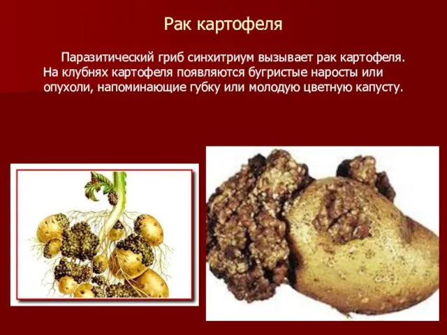 Рак картофеля Паразитический гриб синхитриум вызывает рак картофеля. На клубнях картофеля появляются бугристые