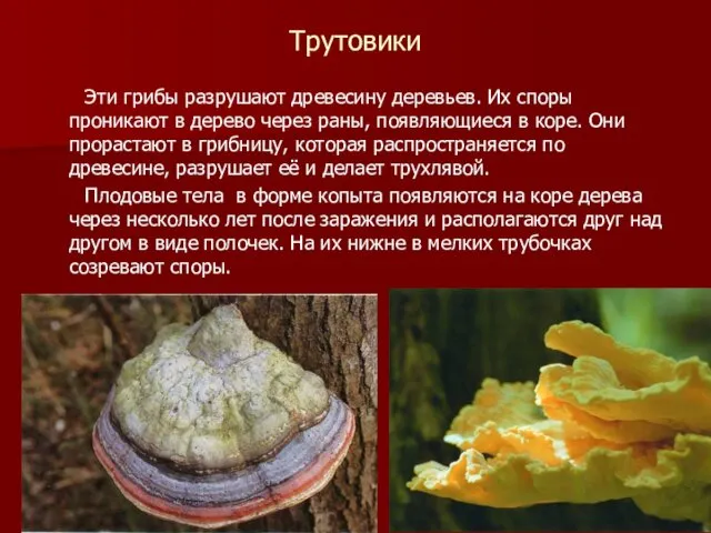 Трутовики Эти грибы разрушают древесину деревьев. Их споры проникают в дерево через раны,