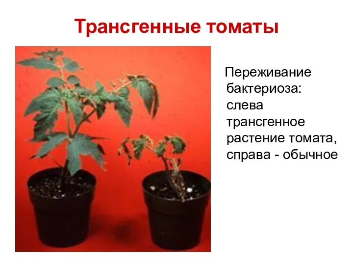 Трансгенные томаты Переживание бактериоза: слева трансгенное растение томата, справа - обычное