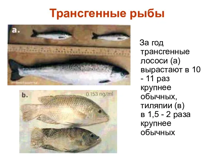 Трансгенные рыбы За год трансгенные лососи (а) вырастают в 10