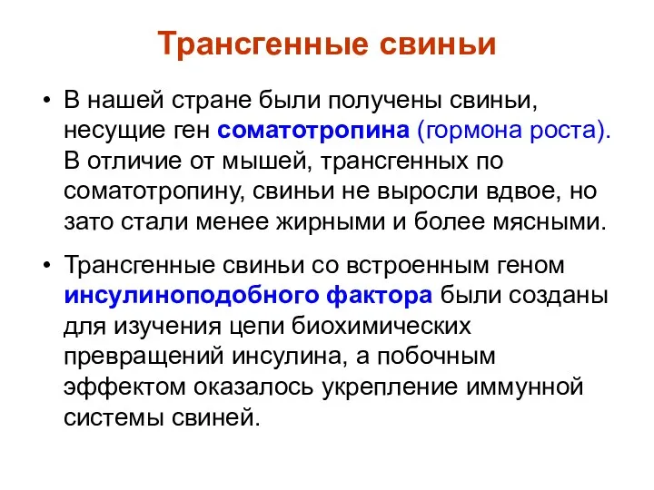 Трансгенные свиньи В нашей стране были получены свиньи, несущие ген