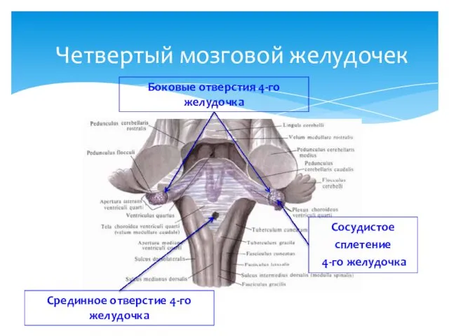 Четвертый мозговой желудочек Срединное отверстие 4-го желудочка Боковые отверстия 4-го желудочка Сосудистое сплетение 4-го желудочка