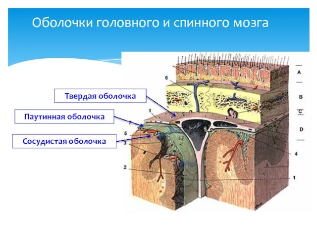 Оболочки головного и спинного мозга Твердая оболочка Паутинная оболочка Сосудистая оболочка