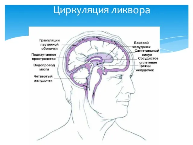 Циркуляция ликвора