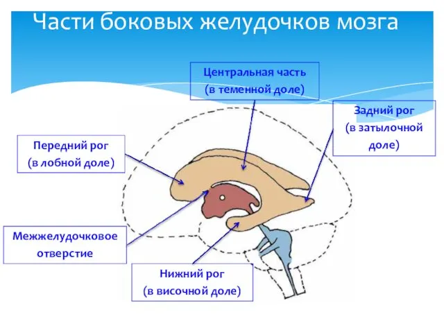 Части боковых желудочков мозга Центральная часть (в теменной доле) Задний