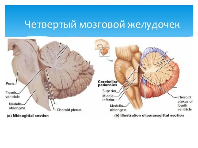 Четвертый мозговой желудочек