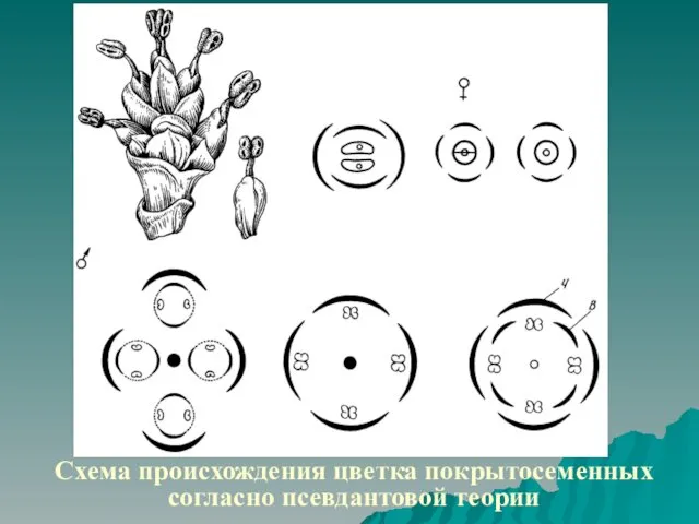Схема происхождения цветка покрытосеменных согласно псевдантовой теории
