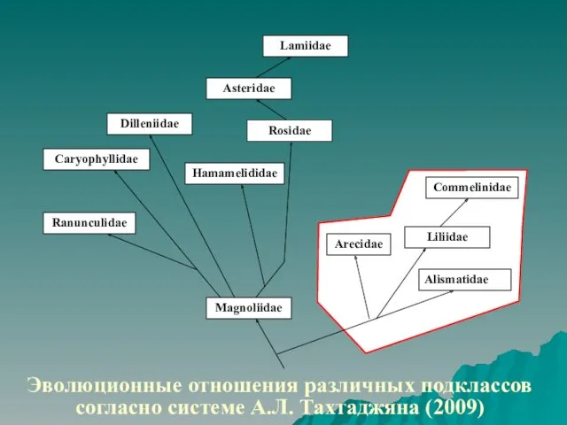 Эволюционные отношения различных подклассов согласно системе А.Л. Тахтаджяна (2009)