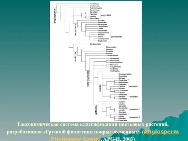 Таксономическая система классификации цветковых растений, разработанная «Группой филогении покрытосеменных» (Angiosperm Phylogeny Group, APG-II, 2003)