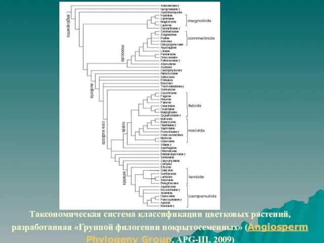 Таксономическая система классификации цветковых растений, разработанная «Группой филогении покрытосеменных» (Angiosperm Phylogeny Group, APG-III, 2009)