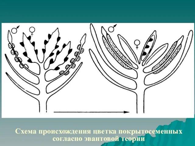 Схема происхождения цветка покрытосеменных согласно эвантовой теории