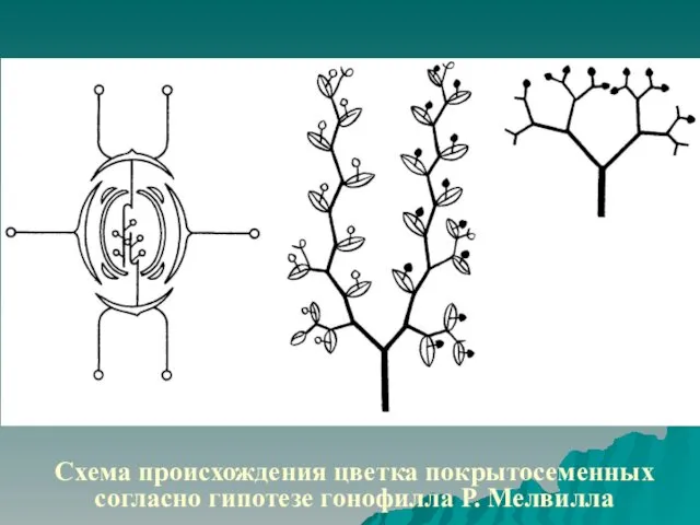 Схема происхождения цветка покрытосеменных согласно гипотезе гонофилла Р. Мелвилла