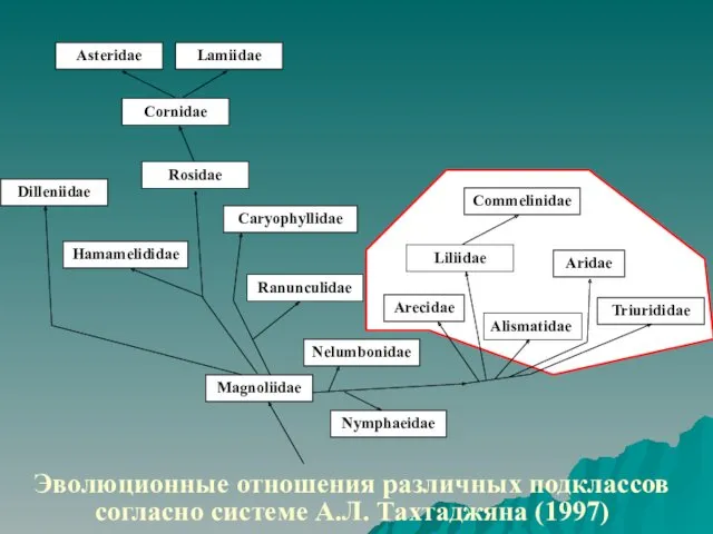 Эволюционные отношения различных подклассов согласно системе А.Л. Тахтаджяна (1997)