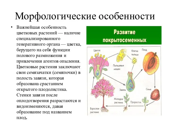 Морфологические особенности Важнейшая особенность цветковых растений — наличие специализированного генеративного