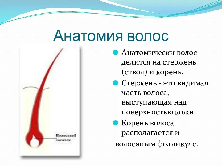 Анатомия волос Анатомически волос делится на стержень (ствол) и корень. Стержень - это