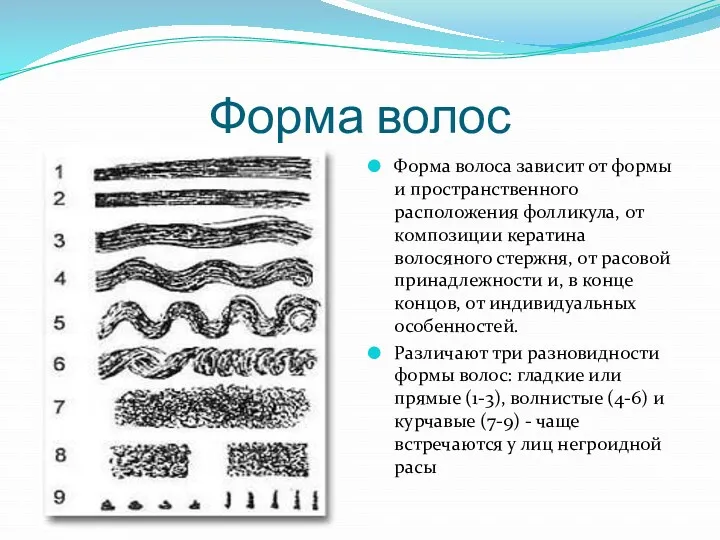 Форма волос Форма волоса зависит от формы и пространственного расположения фолликула, от композиции