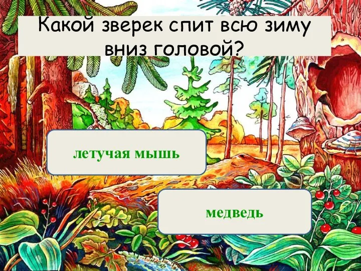 Вариант 1 (уровень 1) летучая мышь медведь Какой зверек спит всю зиму вниз головой?