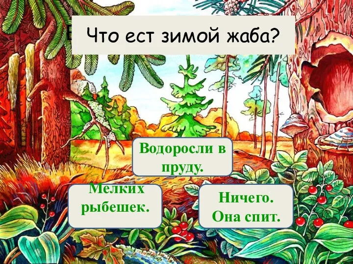 Вариант 1 (уровень 1) Ничего. Она спит. Мелких рыбешек. Водоросли в пруду. Что ест зимой жаба?