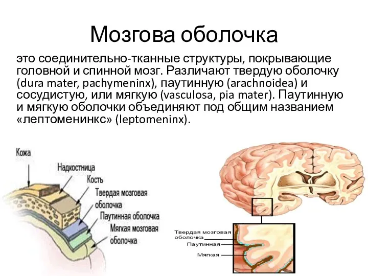 Мозгова оболочка это соединительно-тканные структуры, покрывающие головной и спинной мозг.