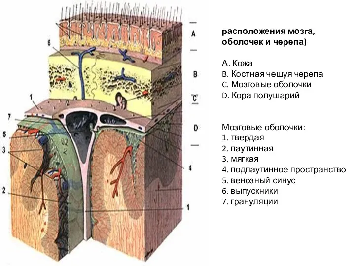 расположения мозга, оболочек и черепа) А. Кожа B. Костная чешуя