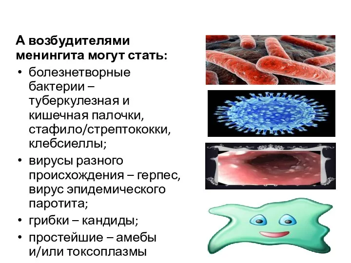 А возбудителями менингита могут стать: болезнетворные бактерии – туберкулезная и