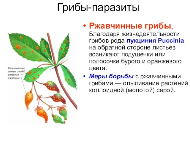 Грибы-паразиты Ржавчинные грибы, Благодаря жизнедеятельности грибов рода пукциния Puccinia на