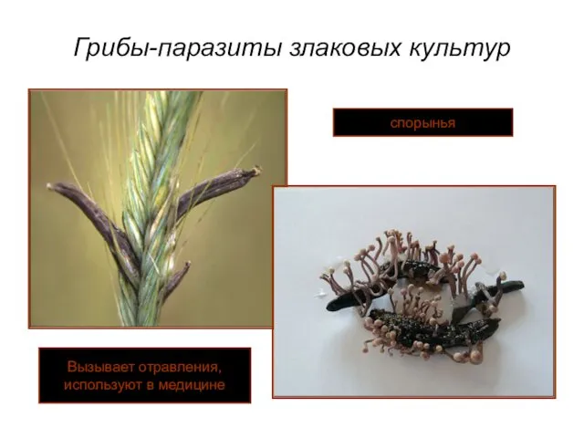 Грибы-паразиты злаковых культур спорынья Вызывает отравления, используют в медицине