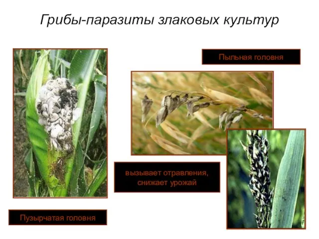 Грибы-паразиты злаковых культур Пузырчатая головня Пыльная головня вызывает отравления, снижает урожай