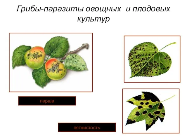 Грибы-паразиты овощных и плодовых культур пятнистость парша