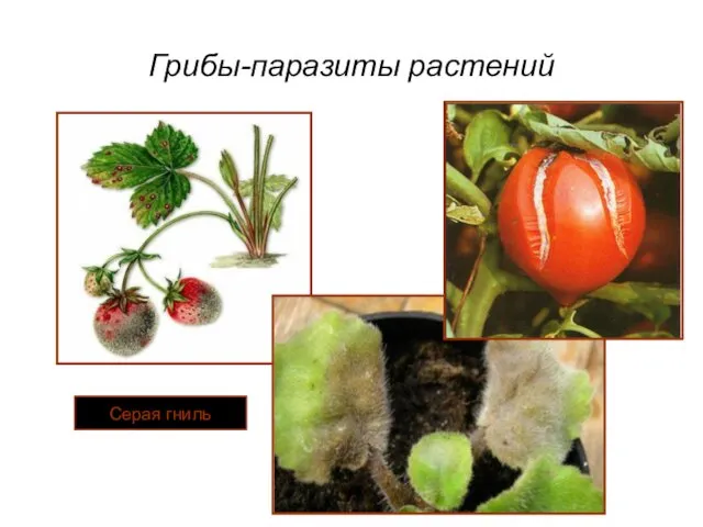 Грибы-паразиты растений Серая гниль