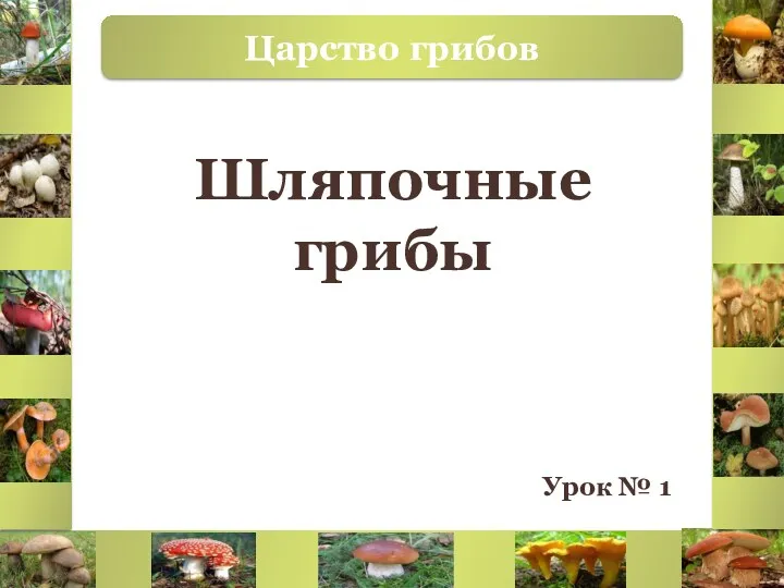 Царство грибов Шляпочные грибы Урок № 1