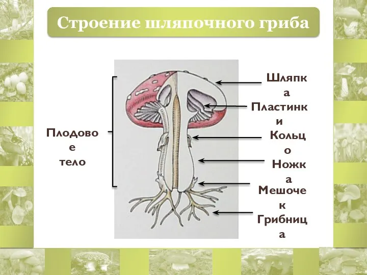 Строение шляпочного гриба Шляпка Пластинки Ножка Грибница Кольцо Мешочек Плодовое тело